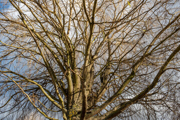 Fototapeta na wymiar Weeping willow, trunk and leafless branches of the tree in winter. Salix babylonica.
