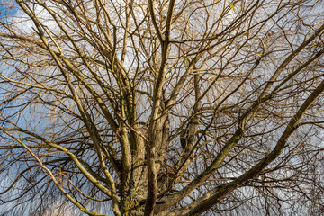 Weeping willow, trunk and leafless branches of the tree in winter. Salix babylonica.