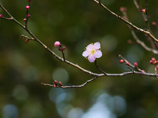 梅の開花