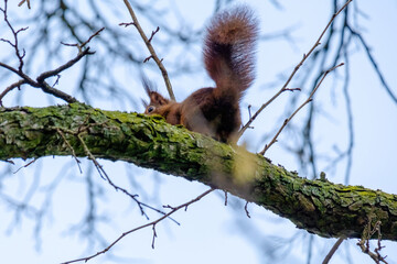 cute young squirrel portrait on tree at park, wildlife