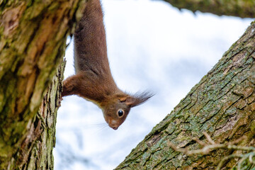 cute young squirrel portrait on tree at park, wildlife
