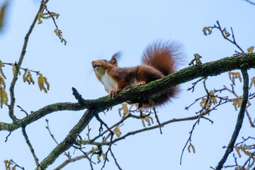cute young squirrel portrait on tree at park, wildlife