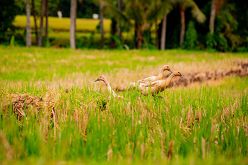 Ducks on a field in Bali, Indonesia	