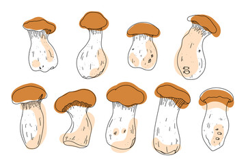 Vector asian food. Healthy vegan, vegeterian fungus. King oyster in line style with spots. Edible mushrooms for gourmet © Arhipteia