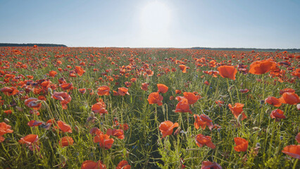 A large field of red poppy flowers at sunset. Smooth movement.