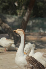 close up shot of Large white heavy duck also known as America Pekin Duck, Long Island Duck, Pekin or Aylesbury Duck, Anas platyrhynchos domesticus. ducks in karachi zoo.