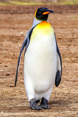 Volunteer Point, Falkland Islands, UK