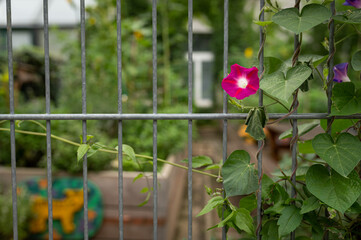 pink ipomoea flower plant growing on a metal fence in vienna