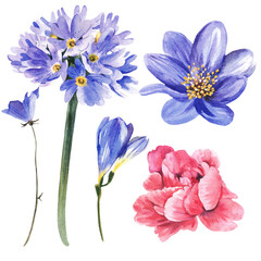 Set of spring flowers. Lilac and purple flowers on a white background. Watercolor illustration.