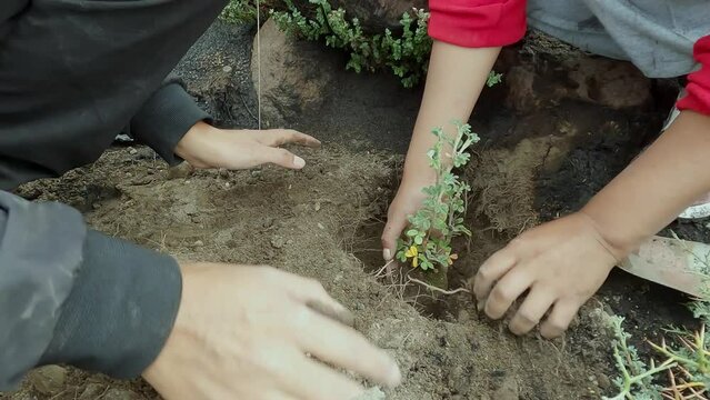 Manos  con chompa roja plantando un &aacute;rbol nativo de Que&ntilde;ual en Arequipa Per&uacute;