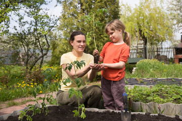  enjoy the little things. favorite family hobby. Mom and child daughter planting seedling In ground in garden. Kid helps in the home garden. slow life. Eco-friendly