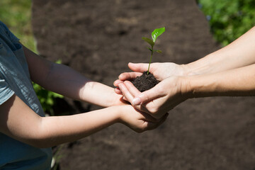 Concept of Earth day, organic gardening, ecology. spend free time do favourite hobby. hands mom and kid keep seedlings in the garden on a spring day. life concept. Kid helps in the home garden. banner