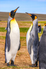 Volunteer Point, Falkland Islands, UK