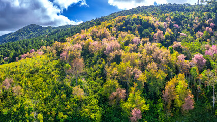 Forest full of wild sakura is blooming in springtime 2023, the color change gives the scenery vivid and gorgeous look in the highlands on the outskirts of Da Lat, Vietnam