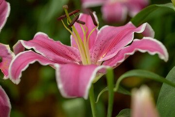 Close up photo of lilly flower in park