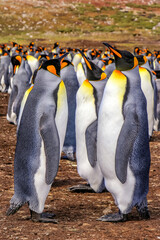 Volunteer Point, Falkland Islands, UK