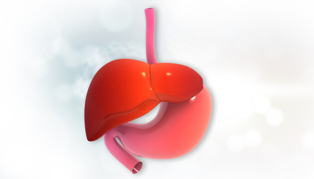 Human liver and stomach on isolated white background. 3d illustration.