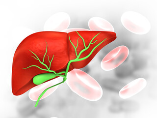 Human liver anatomy on isolated white background. 3d illustration.