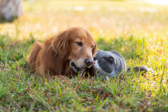 Golden retriever and british shorthair cat huddling together on the grass