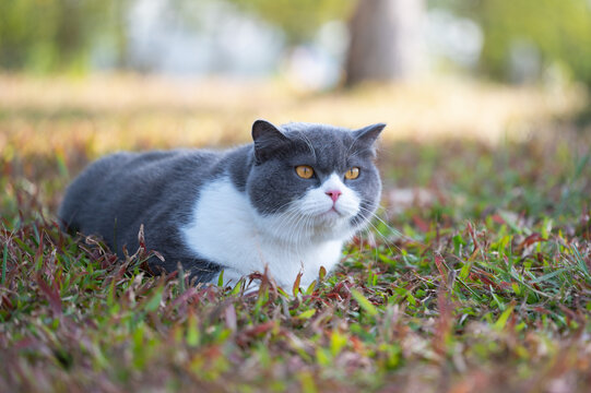 British shorthair cat lying on the grass