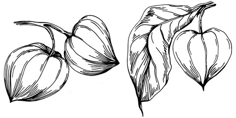 Vector physalis summer. Isolated botanical flower, leaves. Black and white engraved sketch ink art. Leaf plant botanical garden floral foliage. Wildflower drawing leaf illustration element.