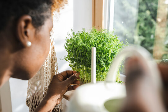 Gardener watering microgreen plant at home