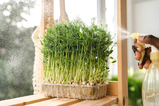 Hand of woman spraying micro peas in container on shelf at home