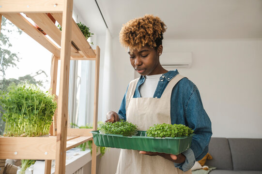 Young Woman Putting Microgreens In Container At Home