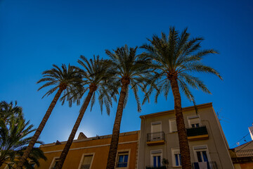 townhouses with palm trees in the city of Alicante spain against the sky
