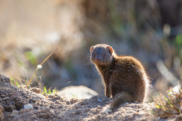 Dwarf Mongoose standing on an anthill in the Kruger Park, South Africa.	
