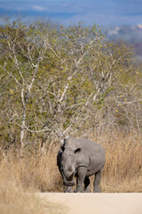 Southern White Rhino grazing in the tall dead grass in the Kruger National Park, South Africa	