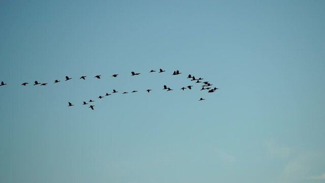 a flock or school of migratory birds flies under a clear sunset sky, over the sea along the coast. Slow motion.