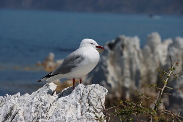 Red-billed Gull, Kaikoura, New Zealand.