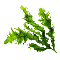 Foto op Aluminium seaweed isolated on transparent background cutout © Natural PNG