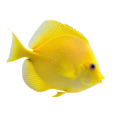 yellow tang fish isolated on transparent background cutout