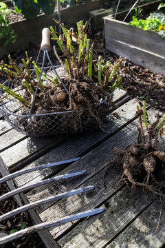 Pitchfork and freshly dug dahlia tubers lying on crate