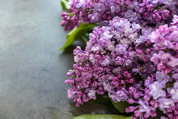Beautiful lilac flowers branch, green concrete background, natural background. Seasonal concept.