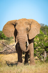 Fototapeta na wymiar Elephant in Botswana