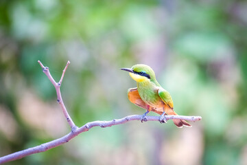 Little Bee-Eater