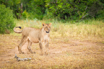 lion in the grass
