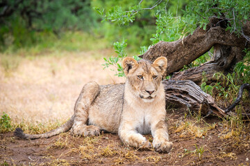 Obraz na płótnie Canvas lion cub in the grass