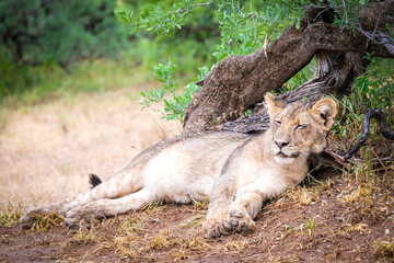 lion cub in the grass