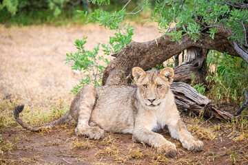 young lion cub