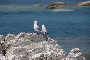 Red-billed Gulls, Kaikoura, New Zealand.