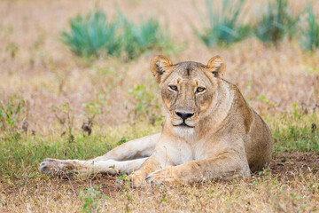 Fototapeta na wymiar Lioness in the wild in Botswana