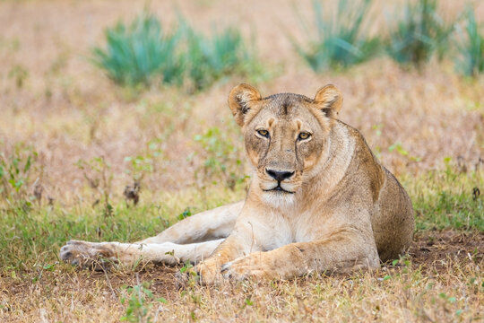 Lioness in the wild in Botswana