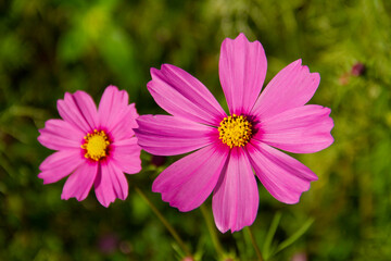 pink cosmos flower blooming in the field.