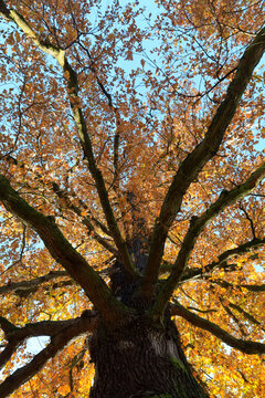 Canopy of autumn oak tree