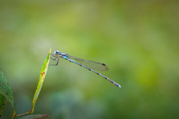 Dragonfly perched on blueberry tree leaf with nature green background. A single string of spider web on the tree leaf.  Auckland.