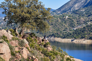 Fototapeta na wymiar Cork oak on a rocky hill next to a reservoir in Malaga